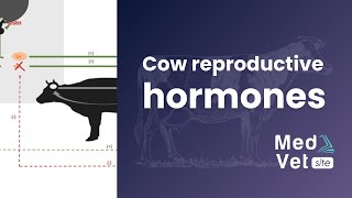 COW REPRODUCTIVE HORMONES [upl. by Artek255]