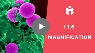 116 Magnification IB Biology [upl. by Fabron194]