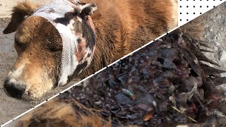 Dog almost killed by Maggots amp Flies recoversanimallifeline1124 [upl. by Sergius993]