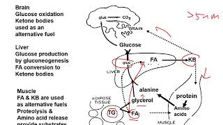 Interrelationship of metabolic pathways A general concept [upl. by Wendelina490]