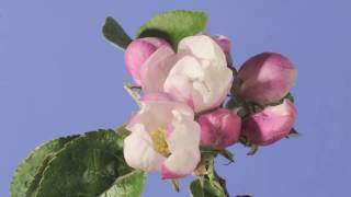 Apple blossom time lapse Warners King [upl. by Parrisch440]