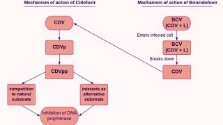 Pharmacology of Cidofovir  Clinical uses Mechanism of action and Side effects [upl. by Mariano]