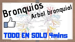 Bronquios árbol bronquial MEJOR EXPLICADO [upl. by Ellerad]