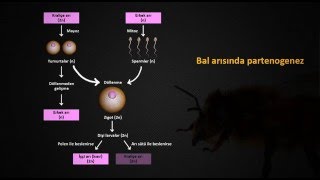 Biyoloji Dersi Eğitim Videosu Bal Arısında Partenogenez [upl. by Hale115]