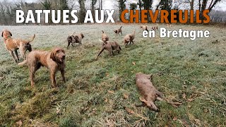 BATTUES aux CHEVREUILS  Chasse en Bretagne 2024 [upl. by Iuq]