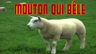 MOUTON qui bêle CRI du MOUTON Sheep SOUND  Verso della pecora [upl. by Aiuqet]