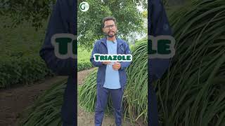 Priaxor fungicide  सोयाबीन मे हरा तना क्या किया जाये [upl. by Ludovika]