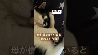 寝てる暇はない母と母ラブの猫いつもそばにいてほしい甘えん坊猫永遠の子猫 [upl. by Barcus712]