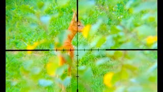 Fox and roe deer hunted by cal 243 Win [upl. by Vharat106]