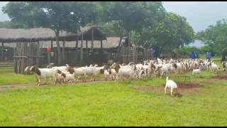 Goats at a farm in Zimbabwe [upl. by Nnylesor69]