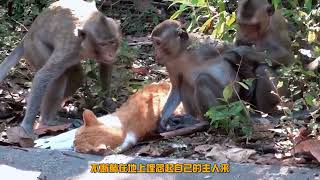 猫的主人实在太大意，竟然跑到猴子领地去玩耍，结果瞬间被打脸 [upl. by Frydman]