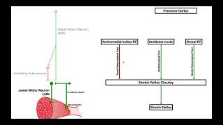 Mechanisms of Spasticity and Baclofen Macroscopic view ONLY [upl. by Eisele]