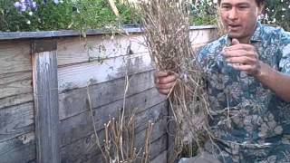 Seed Saving How to Collect and Save Arugula Seeds [upl. by Nerret]