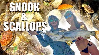 BIG SNOOK and SCALLOPS on 4th of JULY  Crystal River [upl. by Okin]