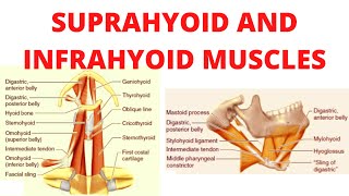 Suprahyoid and infrahyoid muscles [upl. by Rainie]