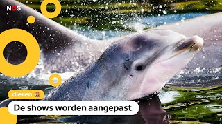 Dolfinarium laat dolfijnen en walrussen geen kunstjes meer doen [upl. by Romona93]