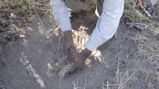 San Bushman preparing a steenbok trap [upl. by Letsirc]