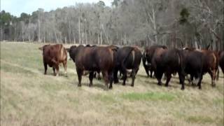 Braford Bulls  2 Yr Olds wwwgreenviewfarmsnet [upl. by Calypso542]