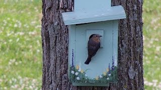 Making a Good Bluebird House [upl. by Estevan834]