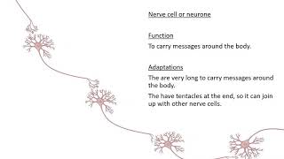 Specialised cells [upl. by Damiano]