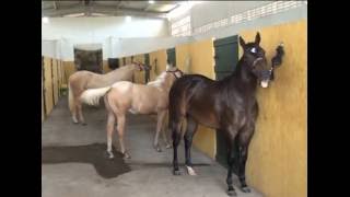 Criadores intensificam os preparos dos animais do 1º Leilão Rancho Vale Rico [upl. by Ferguson736]