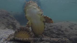 Mudjimba Island With Carl Charter  Dive Sunshine Coast QLD [upl. by Ameerahs]