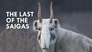 Saigas are Straight Out of Star Wars [upl. by Esyle105]