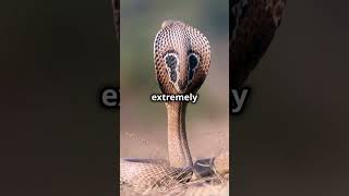 The Deadliest and Most Aggressive Snakes Cobra vs Black Mamba animals wildlifediversity bigcats [upl. by Annamarie]