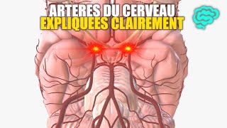 🔴 Neuroanatomie Artères du Cerveau Expliquées Très Clairement par Dr Astuce [upl. by Ambrosane]