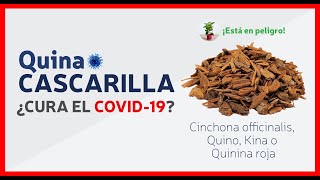 La Cascarilla 🌳 el árbol milagroso símbolo de Ecuador  Quina  Quinina  Cinchona Officinalis [upl. by Nosaes]