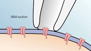 The Patch Clamp Method [upl. by Volny]