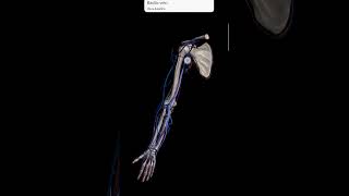 Anatomy of upper limb  3D animation of upper limb anime anatomy humananatomy biology mdcat [upl. by Gawlas]