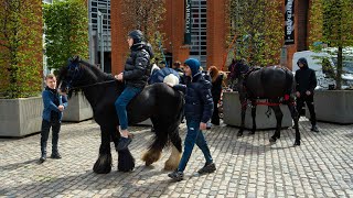 Smithfield Horse Fair Dublin  April 2024 [upl. by Schargel765]