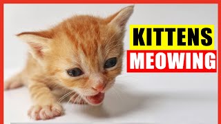 Kittens Meowing High Quality Kitten Meowing Sounds to Find Your Cat Cute Kittens Meowing Loudly [upl. by Brieta]