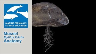 3D Mussel Mytilus Edulis Anatomy [upl. by Towny]