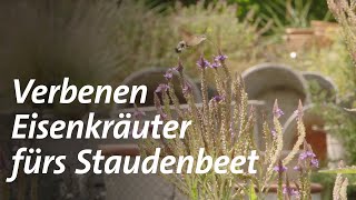 Eisenkräuter fürs Staudenbeet [upl. by Hanah]