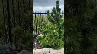 Some Conifer Love … conifers evergreen garden plant pine spruce firtree gardening [upl. by Appledorf431]