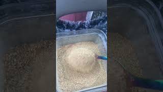 Car Outside Eating Sand ASMR asmr satisfying asmrsounds satisfying sand [upl. by Ker]