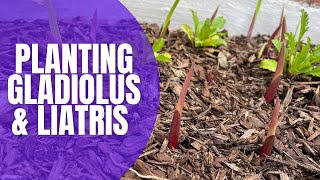 🌸 Planting Gladiolus amp Liatris Bulbs  How To Plant Bulbs  Planting Spring Bulbs [upl. by Karl]