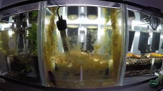 Common Bristlenose Catfish Clean Up in Action  Time Lapse [upl. by Itsur522]