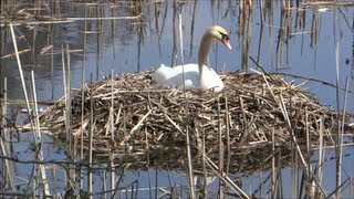 Schwanenfamilie  Höckerschwäne beim Brüten und Territoriumausbau  Erweiterung der Schutzzone [upl. by Puett19]