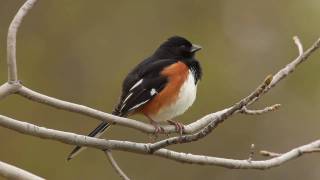 Eastern Towhee [upl. by Palgrave]