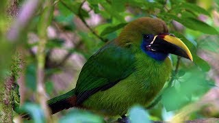 Birds amp Nature Costa Rica [upl. by Llecrup]