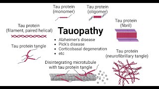 Microglial activation and tau transmission aggravated by Galectin3 in tauopathy [upl. by Einomrah]