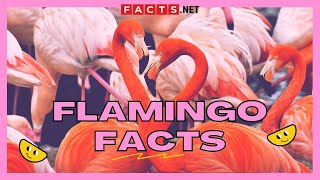 30 Strange Flamingo Facts That You Never Knew About [upl. by Errecart582]