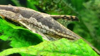 Royal Farlowella Catfish [upl. by Kinnard114]