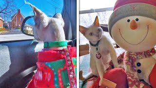 Funny Christmas Cats  Christmas Cats Costume Video Compilation [upl. by Airun802]