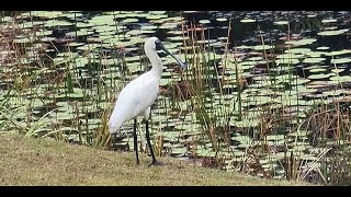 Royal Spoonbill Visits Abbi and Chloes Lake [upl. by Ewens]