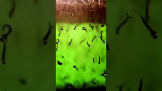 Mosquito Larvae in Water  4K  Larvae of Mosquito [upl. by Rodrick]