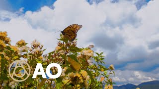 Discover the Story Behind Mexicos Monarch Butterfly Migration  Atlas Obscura [upl. by Esinek]